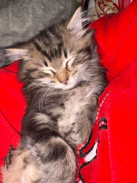 don chaton 0 35114 Saint-beno�t-des-ondes