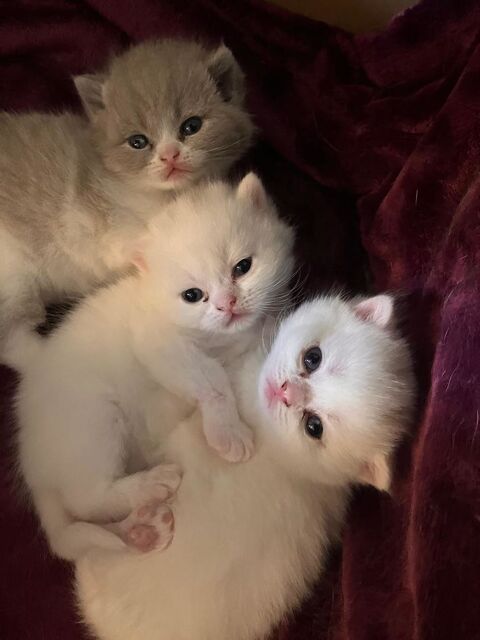 Chatons British Shorthair 1100 91230 Montgeron
