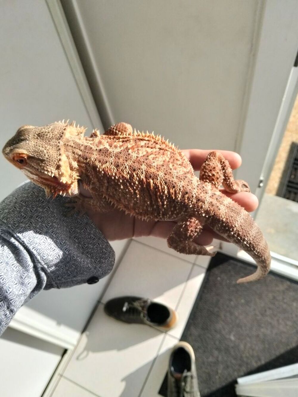   Pogona  