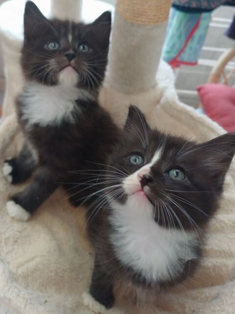 Chaton norv&eacute;gien/angoras turc 500 03500 Bransat