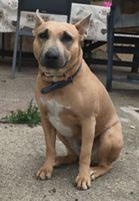  ULKA, chienne type bull terrier, 3 ans 