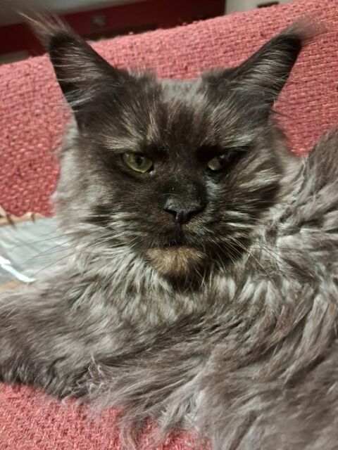 Maine Coon adulte disponible 600 62970 Courcelles-l�s-lens