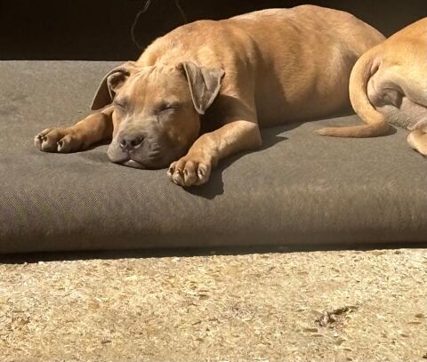 Chiots staff crois&eacute; pit  0 91600 Savigny-sur-orge