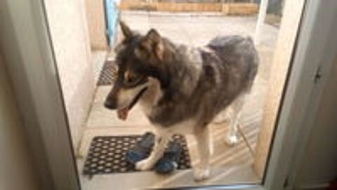   Je recherche une nouvelle famille pour Naga 