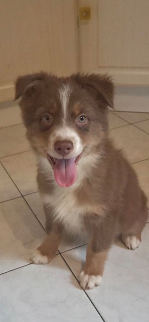 Chiots berger australien disponibles  890 78610 Auffargis