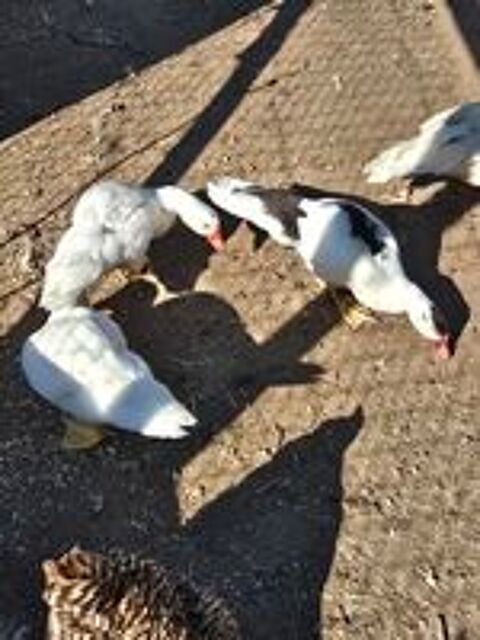   Canards Barbaries 