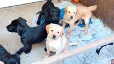   Don+chiots+labrador+ 