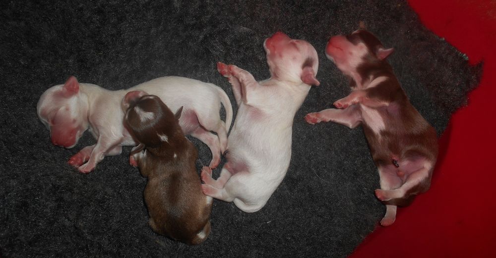   adorables chiots chihuahuas 