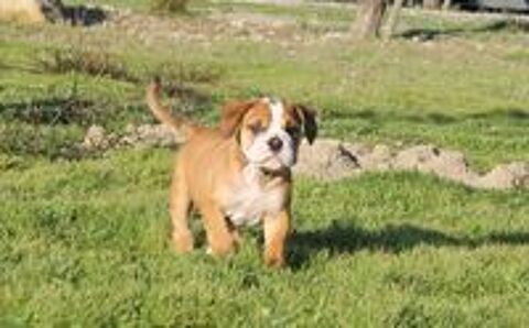   chiot Bulldog Continental 