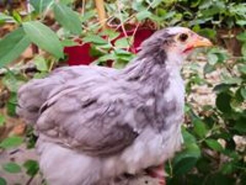   Jeunes poule et coq Pékin pure race  