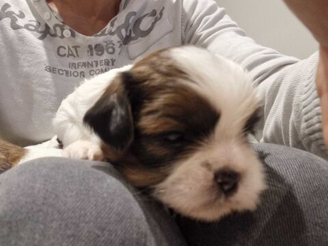 shih tzu 500 13800 Istres