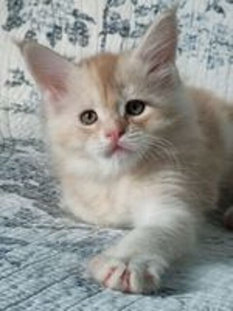   Chatons Maine coon loof nés le 18 Mars à réserver.
