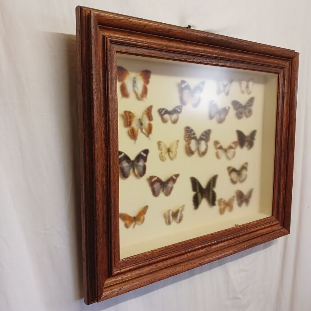 coffret 20 vrais papillons Décoration