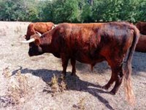   vache 