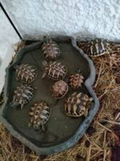   tortue 