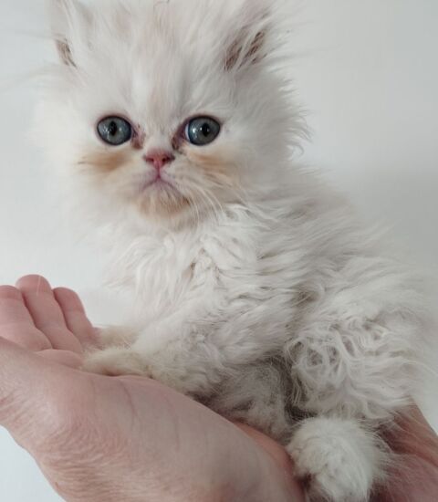 Magnifique Chaton M&acirc;le - PERSAN - Pure Race LOOF 1050 25460 Étupes