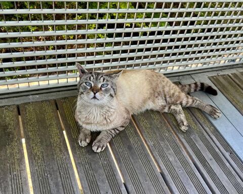Noris chat siamoisé adorable 2 ans a adopter 120 11000 Carcassonne