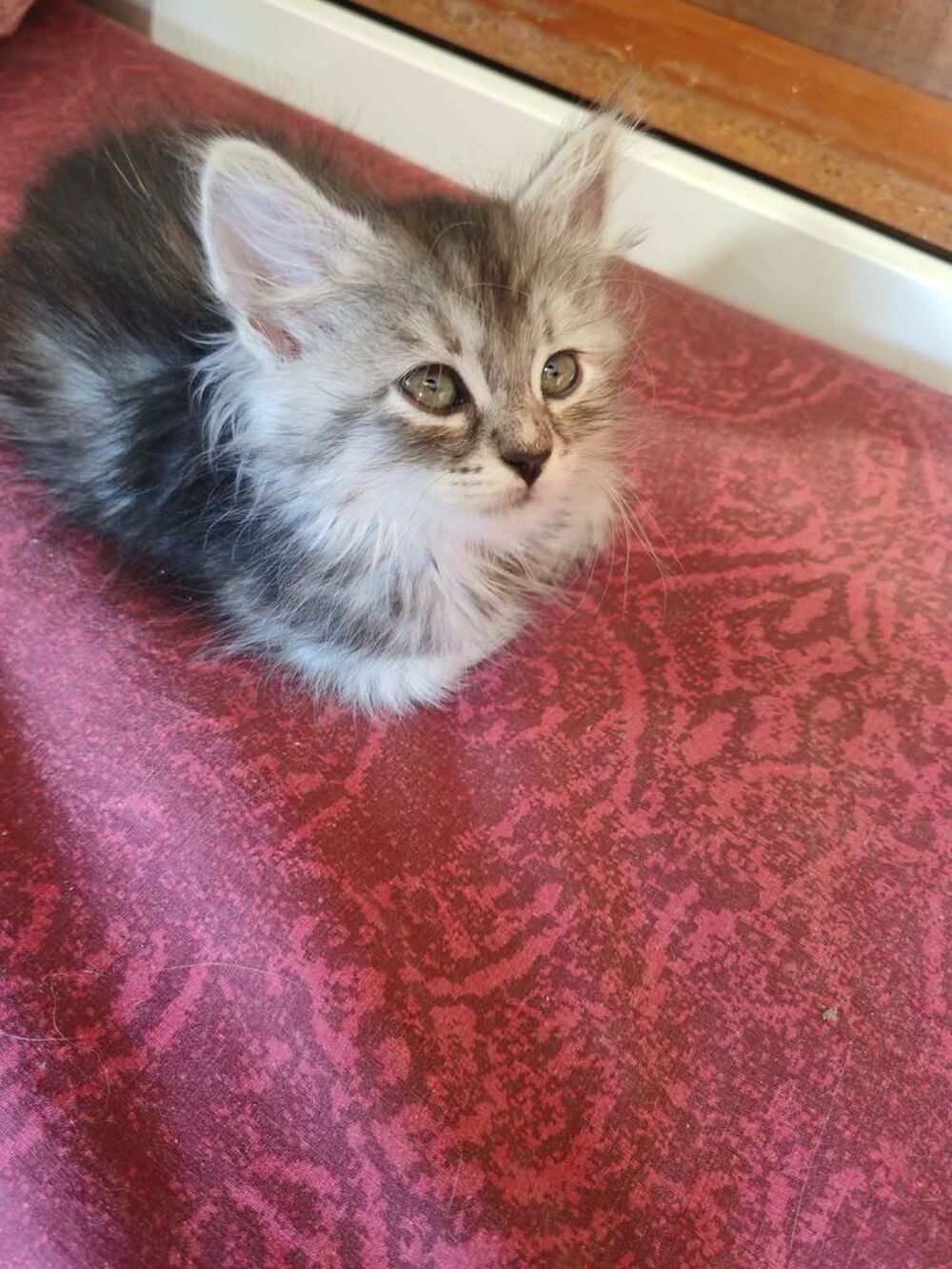   Chatons Sibériens LOOF ? Réservations ouvertes 