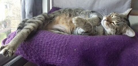 JASPE CHAT TIGRE 10 ANS 145 92260 Fontenay-aux-roses