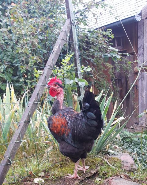 Beau coq en bonnes mains 0 68910 Labaroche