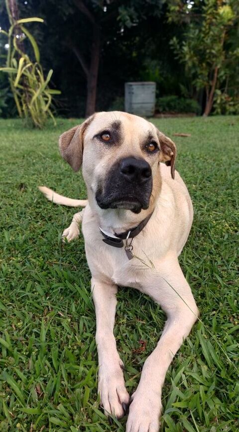 Azzu, femelle croisée Labrador, née le 01/01/2022 &#128054; 380 22000 Saint-brieuc