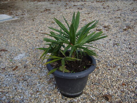 palmier chanvre en pot ( varit trachycarpus) 5 St Symphorien (35)