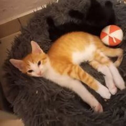   ✨️ BUDDY ✨️ 🐱 