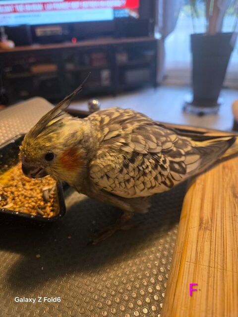 Recherche  oisillons calopsittes &agrave; finir d'elever. 0 91790 Boissy-sous-saint-yon