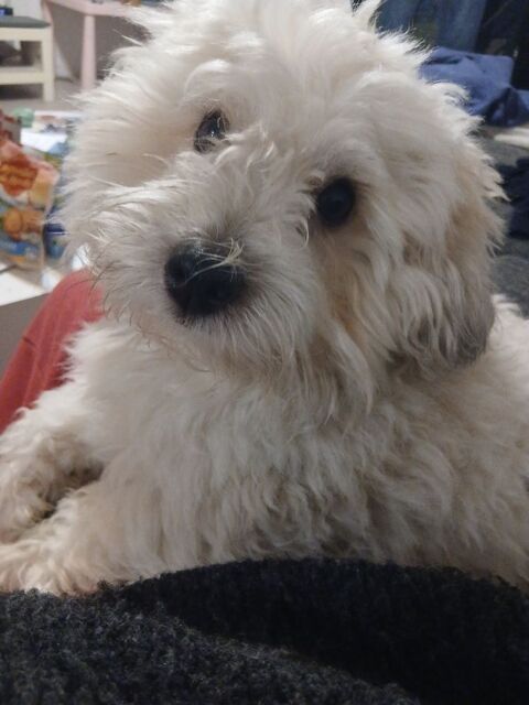 Recherche femelle coton de Tulear pour saillie 0 83400 Hy�res