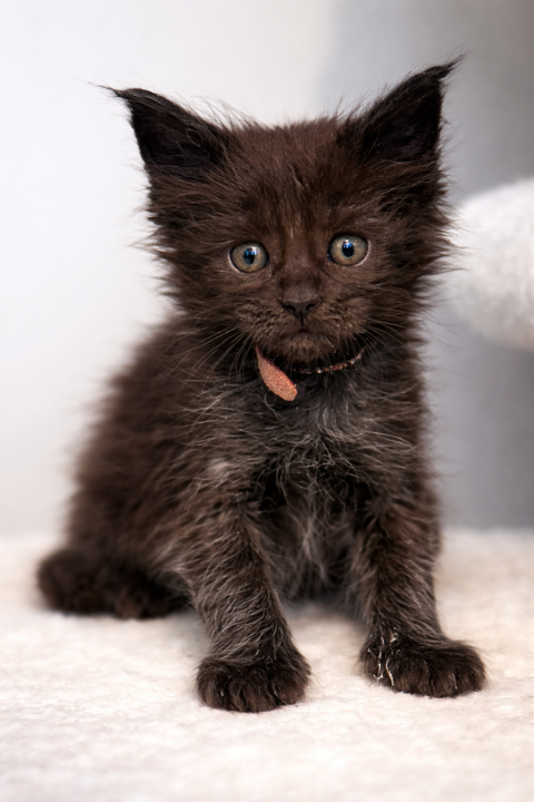 Chaton Maine Coon Loof disponible 1350 27310 Bourg-achard