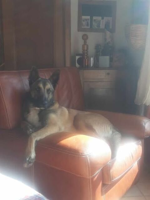 Chien BAAL à l adoption 250 07300 Tournon-sur-rhne