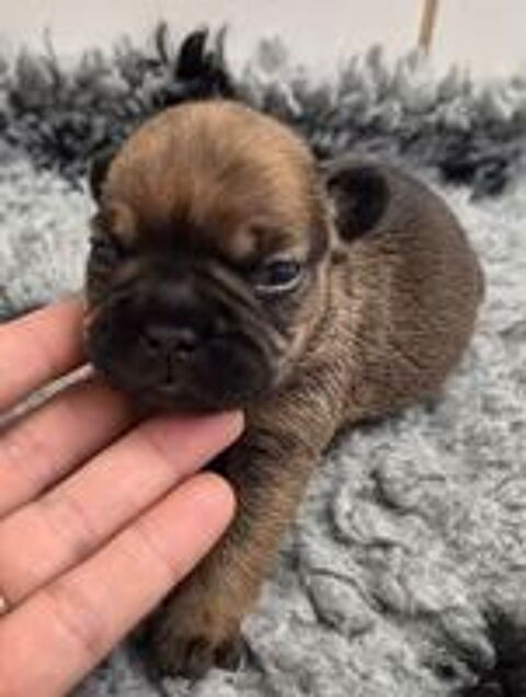   A reserver magnifiques chiots bouledogue francais fauve roug 