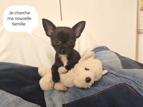 chiot femelle chihuahua  de 3 mois petit gabarit 1000 66470 Sainte-marie