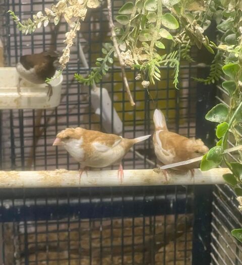 Moineaux du Japon hupp&eacute;s 13 19140 Uzerche