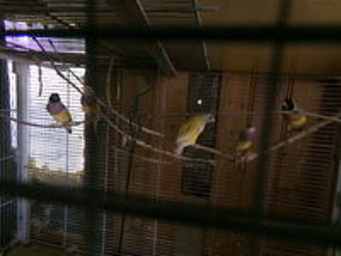  Diamant Gould 
