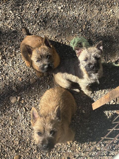 Chiots Cairn Terrier 1000 30000 N�mes