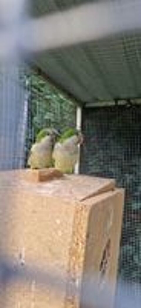   Très Beau Couple de Conure Souris Reproducteur EAM 2025  