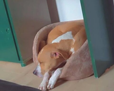 Chien OMEGA &agrave; l adoption 300 34300 Le cap d agde