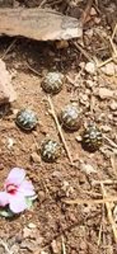   Juveniles tortues 