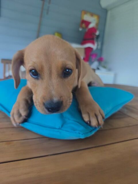 Saphir, m&acirc;le crois&eacute; berger cr&eacute;ole, n&eacute; le 28/11/2025 🤍 300 50000 Baudre