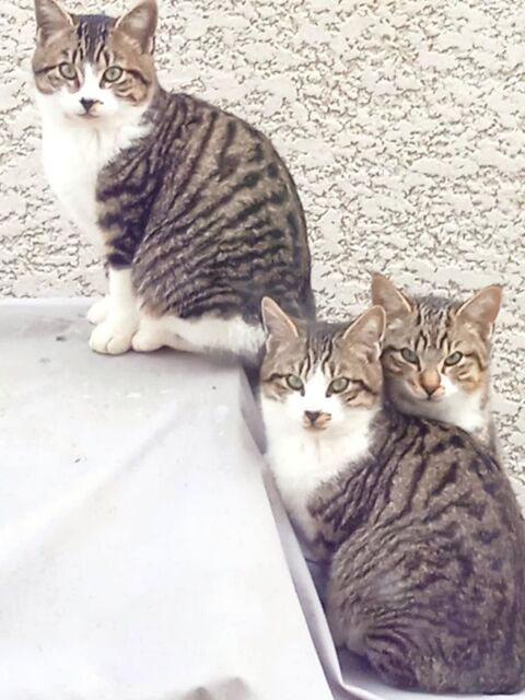  4 jeunes chats en manque d'affection 100 34420 Cers