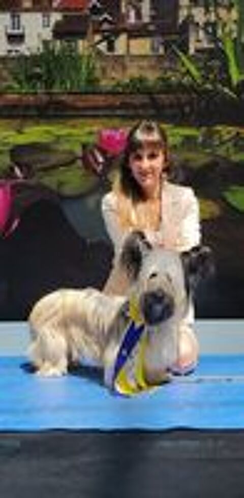   Skye Terrier LOF- portée exceptionelle 