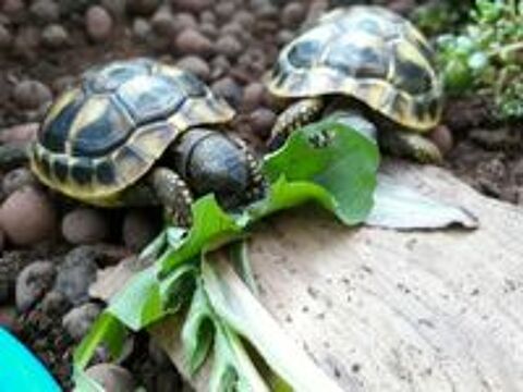   Tortues de terre à Rhode-Saint-Genèse en Belgique 