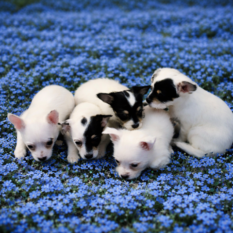 Chiots Chihuahua Malchi 650 45460 Bouzy-la-for�t