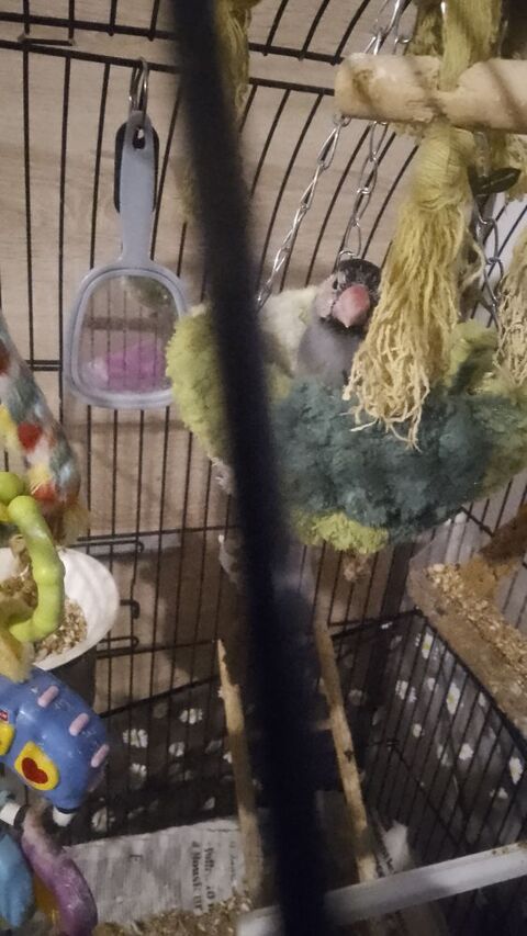 Paddas de java eam 60 47200 Marmande