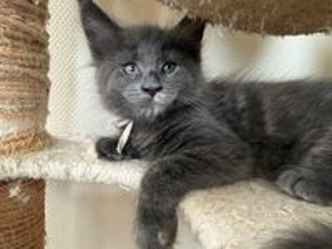   Bella ? chaton Femelle Maine Coon Bleue 
