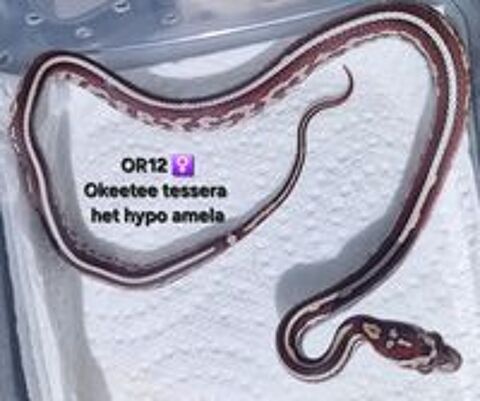   Pantherophis guttatus okeetee  
