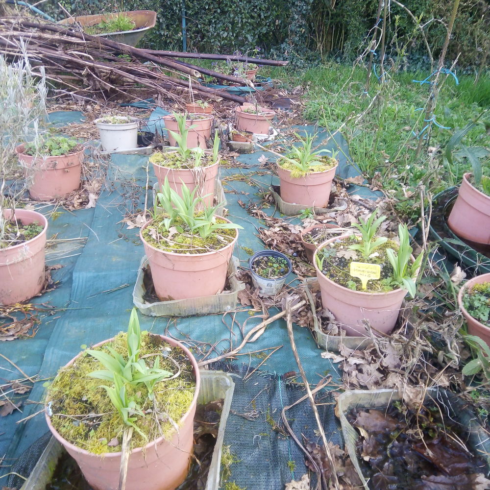 Hemerocallis fulva flore peno Jardin