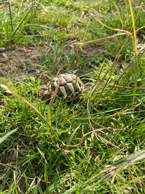 Tortue de terre 85 Saint-Di�-des-Vosges (88)