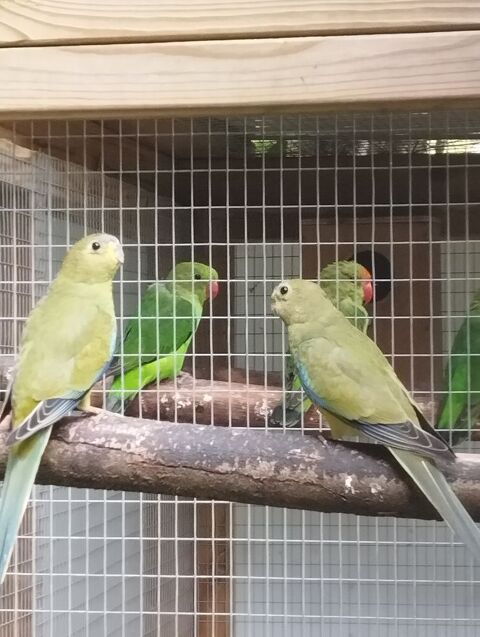 Perruche élégante 
35 01300 Saint-benot